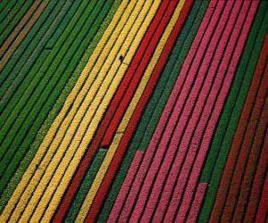 Układanka Pola tulipanów w Holandii