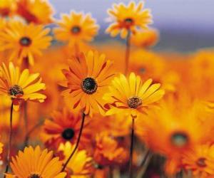 Układanka Pole Daisies