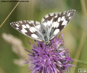 Układanka Polowiec szachownica motyl