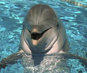 Układanka Przyjazny dla delfinów