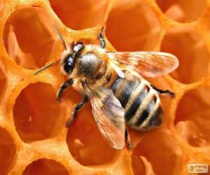 Układanka Pszczoła miodna. Pszczoły, które produkują miód