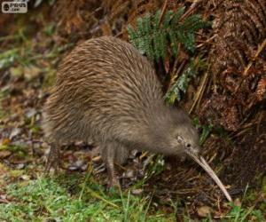 Układanka Ptaków kiwi