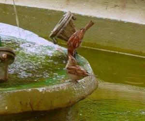 Układanka Ptaków kąpieli w fontannie