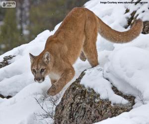 Układanka Puma chodzić