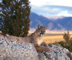Układanka Puma, lew górski lub pantera dużych samotny kot