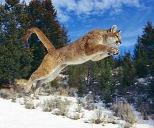 Układanka Puma skacze