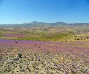 Układanka Pustyni Atacama w Chile ozdobny