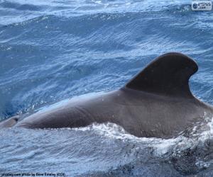 Układanka Płetwa grzbietowa wieloryb