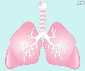 Układanka Płuca