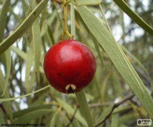 Układanka Quandong