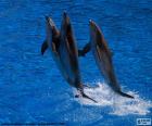 Grupa delfinów, skoki