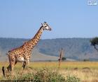 Żyrafa w krajobraz