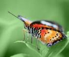 Motyl