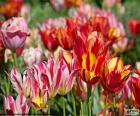 Tulipany w dziedzinie