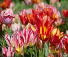 Tulipany z różnych kolorów w dziedzinie