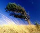 Silny wiatr uderza w drzewo