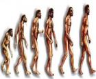Kolejność ewolucji człowieka od australopiteka Lucy do współczesnego człowieka, przechodząc m.in. przez mężczyzn w Heidelbergu, Pekin, neandertalczyk i Cromagnon