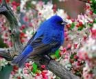 Niebieski ptak