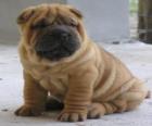 Szczeniak Shar-pei