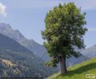 Drzewo – wieloletnia roślina o zdrewniałym jednym pędzie głównym (pniu) albo zdrewniałych kilku pędach głównych i gałęziach tworzących koronę