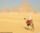 Wielbłąd przedniej piramidy
