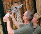 Zookeepers karmienia żyrafa