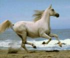 Biały koń galopujący na plaży