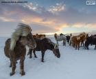 Stado dzikich koni na pustyni śniegu