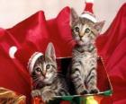 Kotki z Santa Claus kapelusz w szkatułce