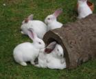 Grupa białe króliki