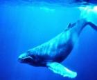 Wieloryby Niebieski, niebieski Fałdowce jest największym zwierzęciem, które kiedykolwiek istniała na Ziemi