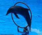 Skoki delfinów przez obręcz