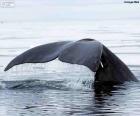 Wielki wieloryb ogonem