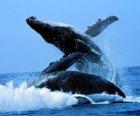 Wielorybów