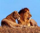 Lew i lwica
