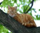 Cat odpoczynku na gałęzi drzewa