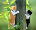 Dwa koty na drzewo