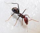 Mrówka, owad, który istnieje praktycznie nigdzie na świecie