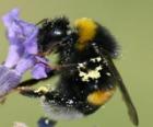 Bombus, trzmiel lub bławatek, solidne, włochaty owad