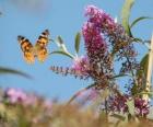 Motyl latające nad kwiatami