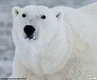 Głowa niedźwiedzia polarny