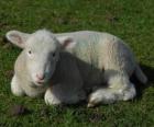Baranek, owiec niemowląt i wypasu owiec