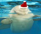 Delfin z Święty Mikołaj kapelusz