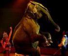 Słoń w cyrku