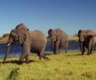 Słonie spaceru