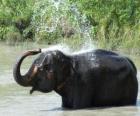 Prysznic z słoń - Elephant, która odświeża wodą stawu pod słońcem sawanny