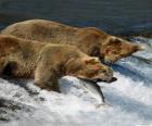 Bears połowów łososia