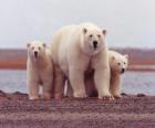 Niedźwiedź polarny Rodzina