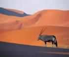 Gazela Granta z długimi rogami w wydmy pustyni