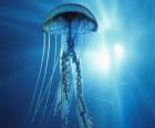 Jellyfish, galaretki lub galaretki morze z jego macki